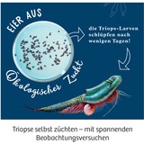 KOSMOS Kit per esperimenti Triops-Welt 633073 da 8 anni 